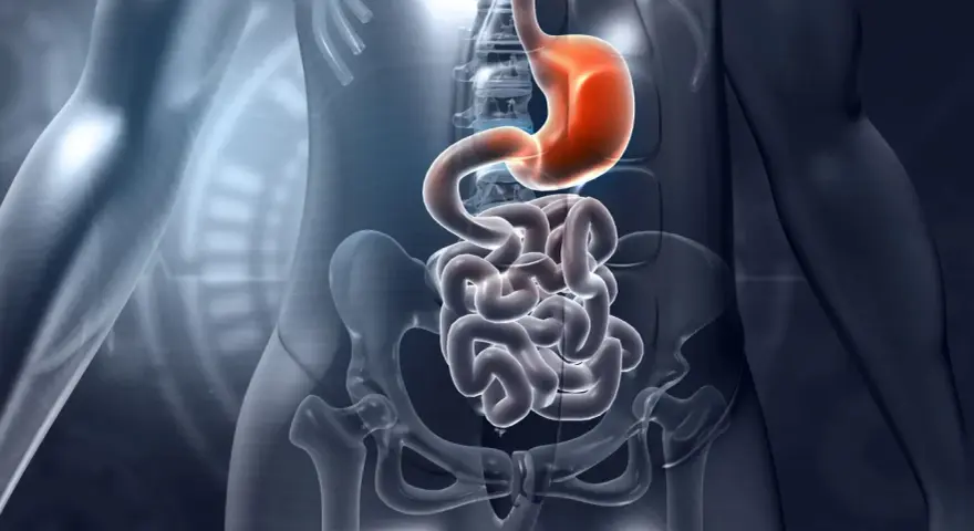 Anatomia układu pokarmowego: żołądek i jelita, w tym dwunastnica, ukazane w przezroczystej sylwetce człowieka.