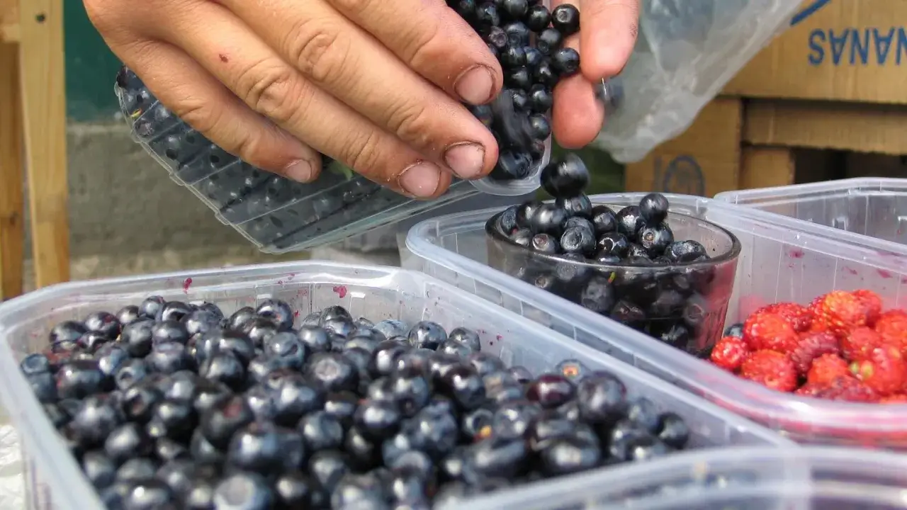 Ręce przesypują świeże jagody leśne do plastikowych pojemników. Obok widać czerwone poziomki.