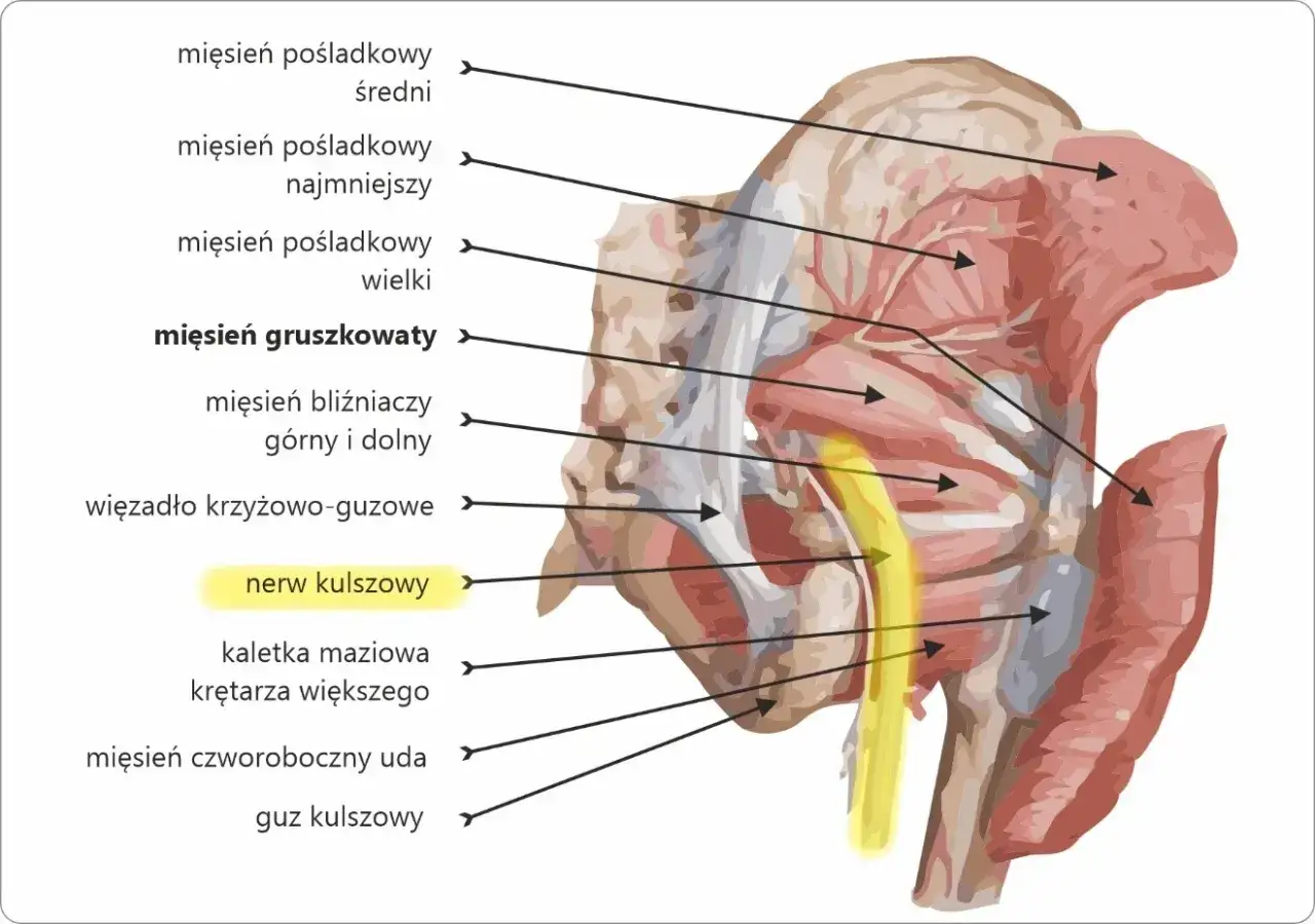 Anatomia tylnej części uda, ukazująca mięśnie pośladkowe, mięsień gruszkowaty i nerw kulszowy.