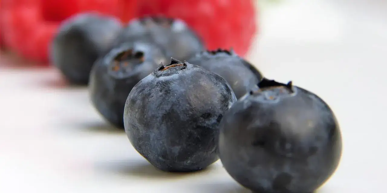 Rząd ciemnoniebieskich borówek amerykańskich na białym tle. Niewielka ilość kcal w tych owocach sprawia, że są idealną przekąską.