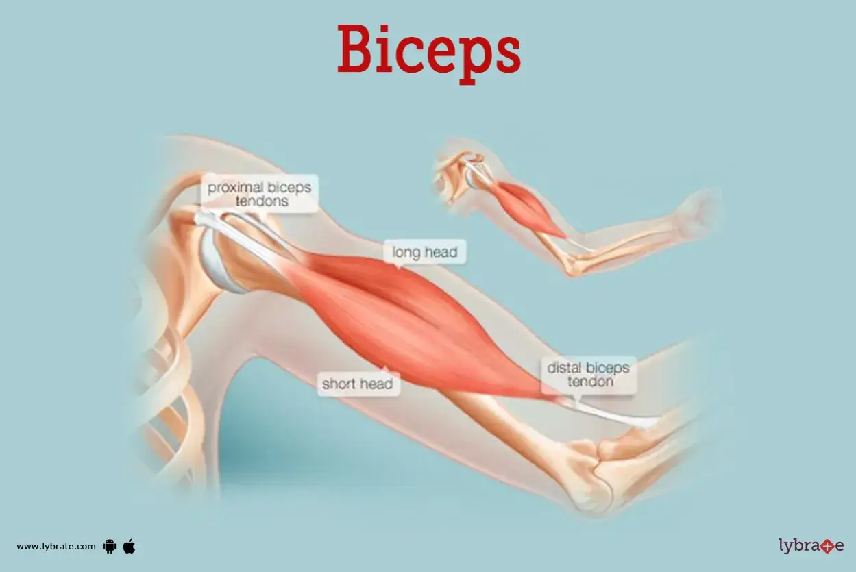 Anatomia mięśnia dwugłowego ramienia (biceps), pokazująca jego głowy i ścięgna.
