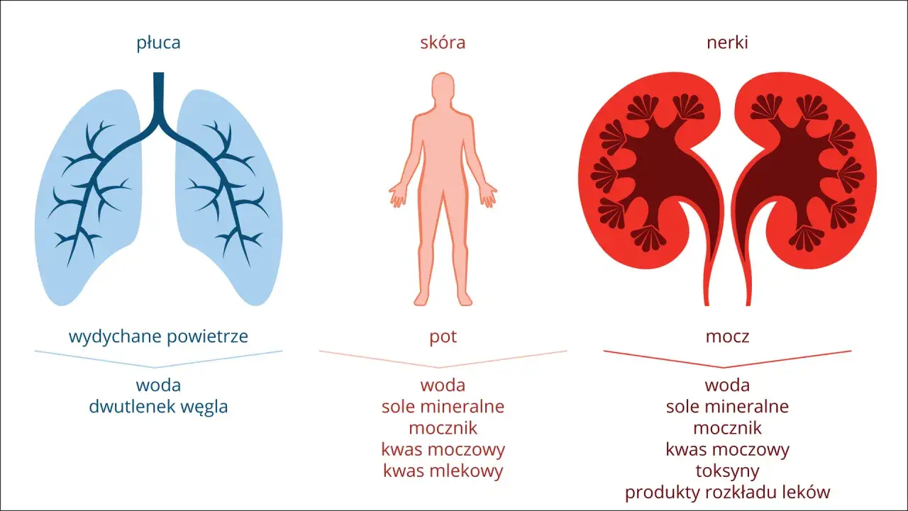 Płuca, skóra i nerki wydalają różne substancje. Nerki usuwają m.in. kwas moczowy.