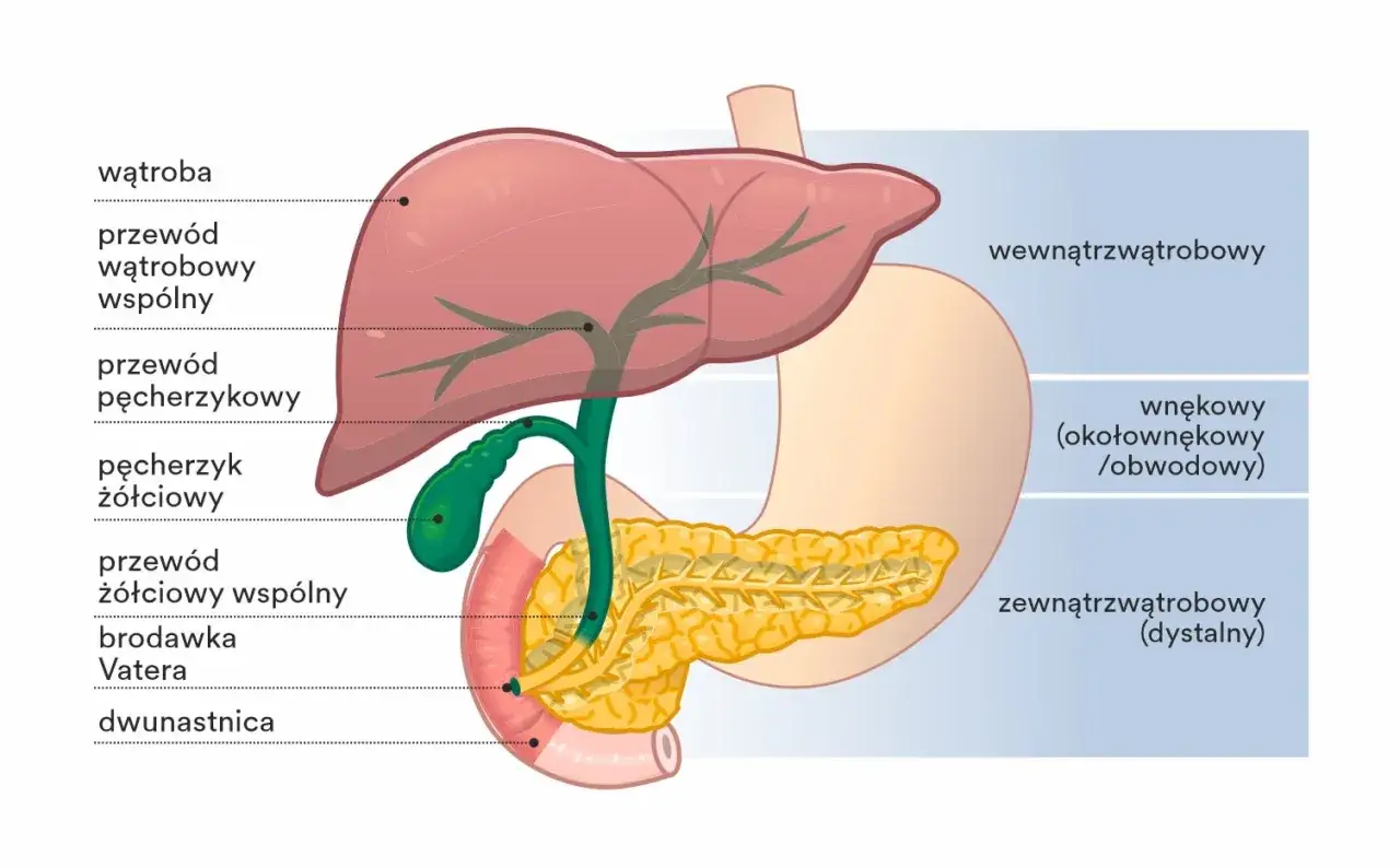 Anatomia układu żółciowego: wątroba, przewody, pęcherzyk żółciowy i dwunastnica.