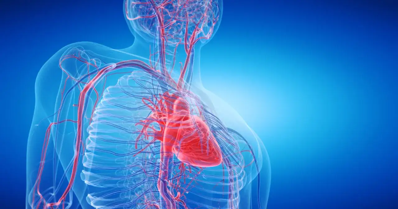 Serce i naczynia krwionośne, w tym główna tętnica - aorta, ukazane w przejrzystej anatomii.