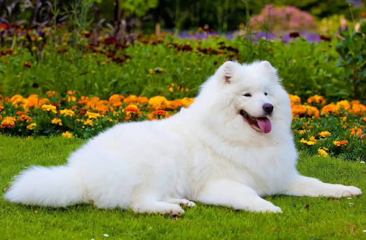 Uśmiechnięty samoyed na tle rodziny