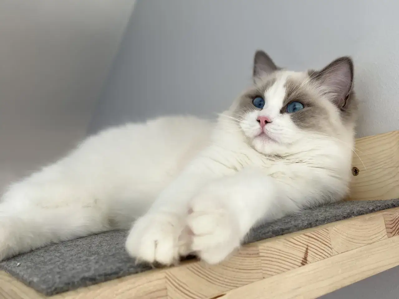 Ragdoll sierść bez podszerstka