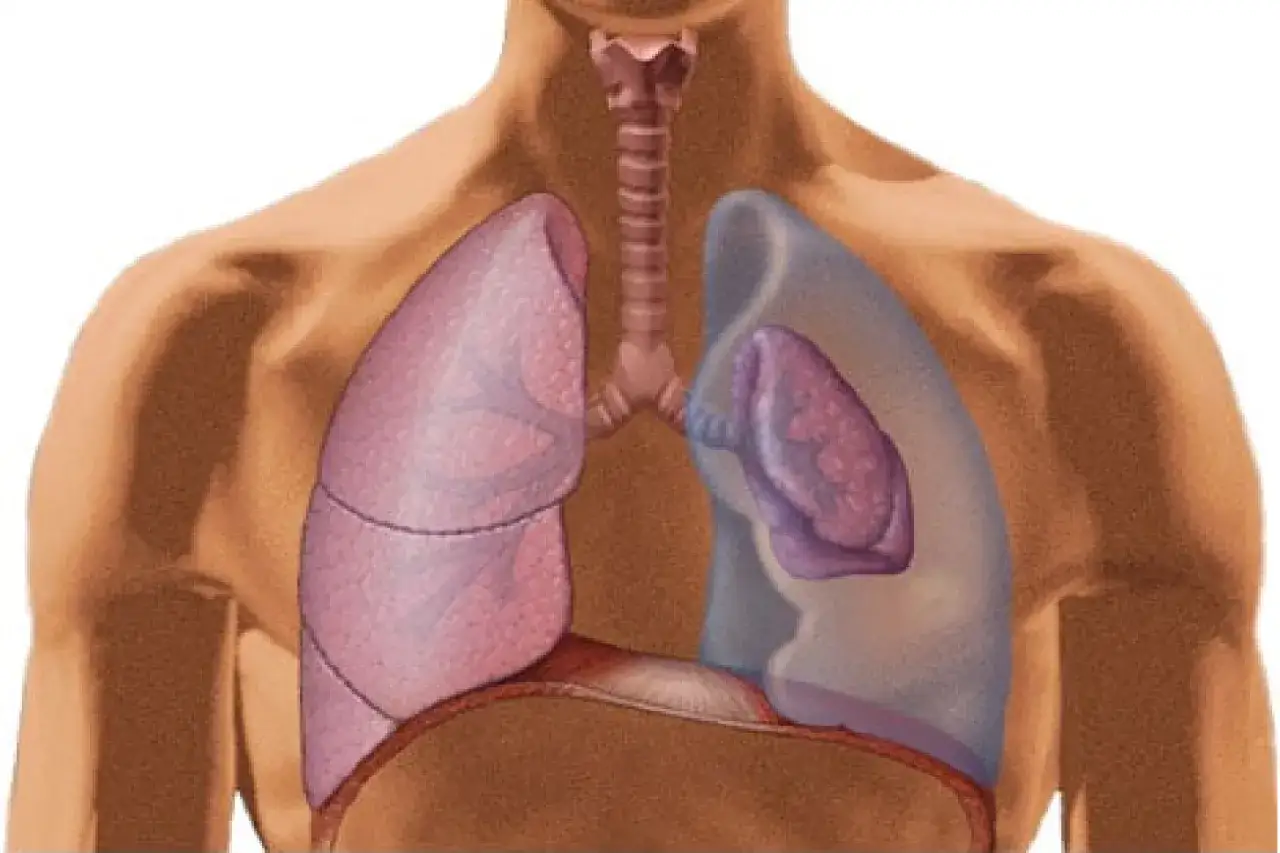 Anatomia klatki piersiowej z widocznymi płucami, tchawicą i przeponą. Po prawej stronie płuca są przezroczyste, ukazując serce. Odma płucna może wpływać na ten układ.